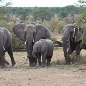  The Serengeti, TZ